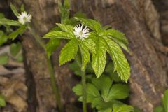 Goldenseal, Hydrastis canadensis