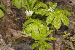 Goldenseal, Hydrastis canadensis