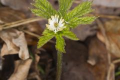 Goldenseal, Hydrastis canadensis