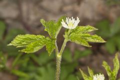 Goldenseal, Hydrastis canadensis