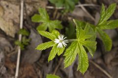 Goldenseal, Hydrastis canadensis