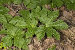 Goldenseal, Hydrastis canadensis