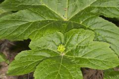 Goldenseal, Hydrastis canadensis