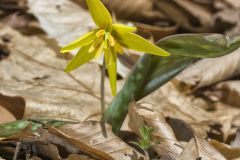 Goldenstar, Erythronium Rostratum