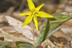 Goldenstar, Erythronium Rostratum