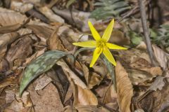 Goldenstar, Erythronium Rostratum