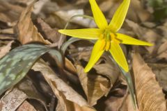 Goldenstar, Erythronium Rostratum