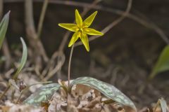 Goldenstar, Erythronium Rostratum