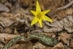 Goldenstar, Erythronium Rostratum