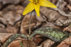 Goldenstar, Erythronium Rostratum