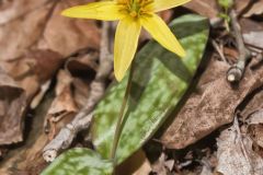 Goldenstar, Erythronium Rostratum