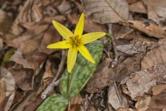 Goldenstar, Erythronium Rostratum