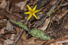 Goldenstar, Erythronium Rostratum