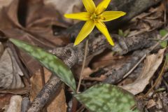 Goldenstar, Erythronium Rostratum