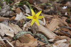 Goldenstar, Erythronium Rostratum