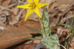 Goldenstar, Erythronium Rostratum