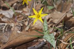 Goldenstar, Erythronium Rostratum