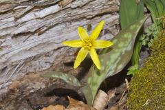 Goldenstar, Erythronium Rostratum