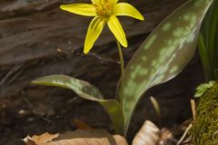 Goldenstar, Erythronium Rostratum