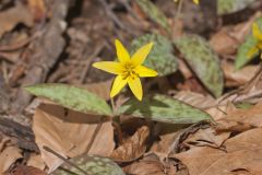 Goldenstar, Erythronium Rostratum