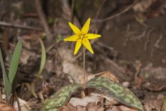 Goldenstar, Erythronium Rostratum