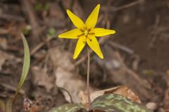 Goldenstar, Erythronium Rostratum