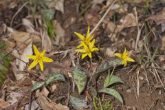 Goldenstar, Erythronium Rostratum