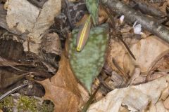 Goldenstar, Erythronium Rostratum