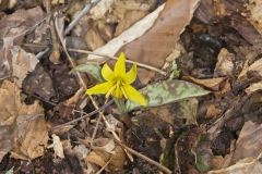 Goldenstar, Erythronium Rostratum