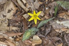 Goldenstar, Erythronium Rostratum