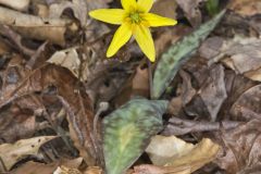 Goldenstar, Erythronium Rostratum