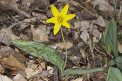 Goldenstar, Erythronium Rostratum