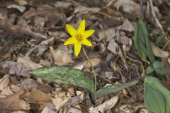 Goldenstar, Erythronium Rostratum