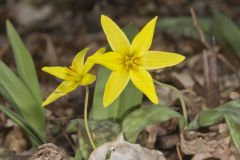 Goldenstar, Erythronium Rostratum