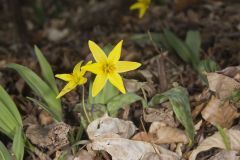 Goldenstar, Erythronium Rostratum