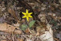 Goldenstar, Erythronium Rostratum