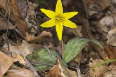 Goldenstar, Erythronium Rostratum