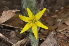 Goldenstar, Erythronium Rostratum