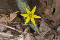 Goldenstar, Erythronium Rostratum