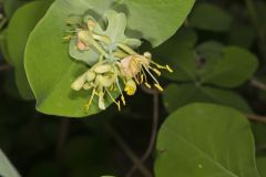 Grape Honeysuckle, Lonicera reticulata