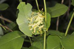 Grape Honeysuckle, Lonicera reticulata