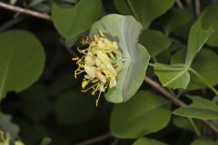 Grape Honeysuckle, Lonicera reticulata