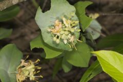 Grape Honeysuckle, Lonicera reticulata