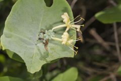 Grape Honeysuckle, Lonicera reticulata