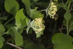 Grape Honeysuckle, Lonicera reticulata