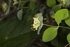 Grape Honeysuckle, Lonicera reticulata