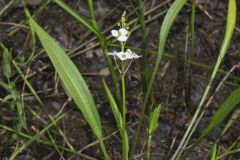 Grass-leaved Arrowhead, Sagittaria graminea