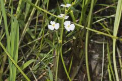 Grass-leaved Arrowhead, Sagittaria graminea