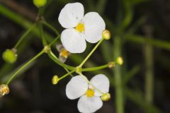 Grass-leaved Arrowhead, Sagittaria graminea