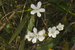 Grass of Parnassus, Parnassia glauca